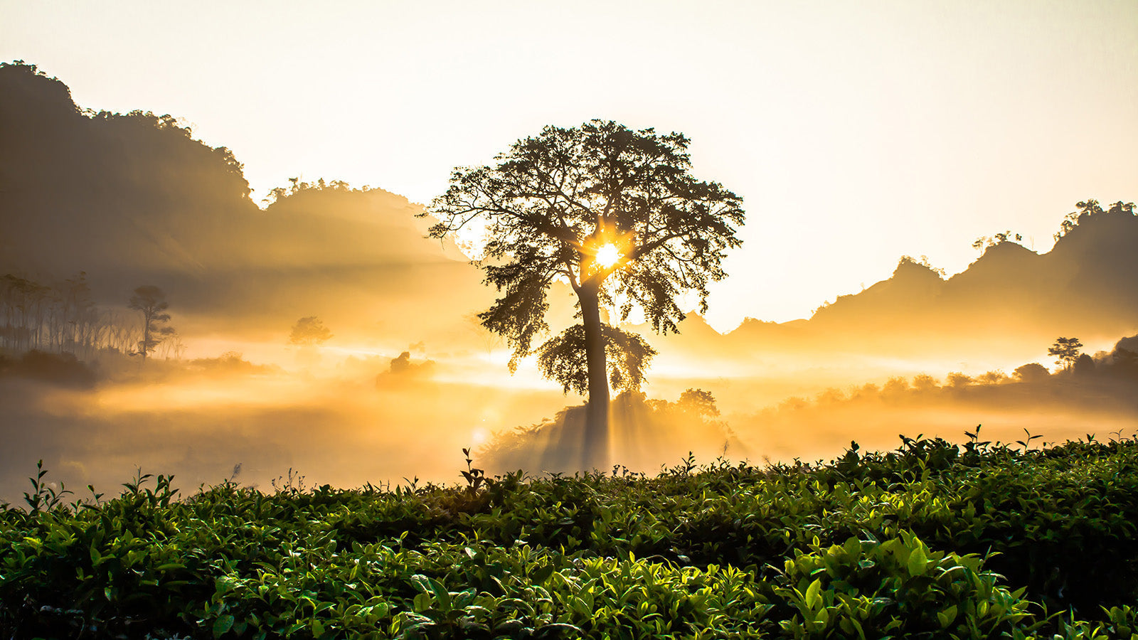 photo d'un arbre dans un champ entouré par des montagnes