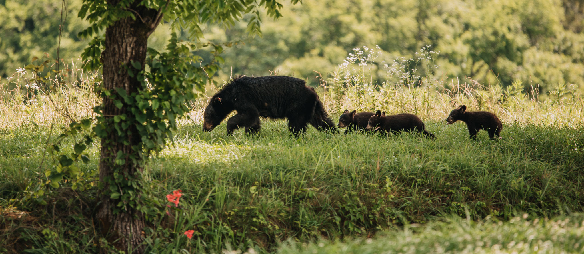 1% POUR SUN BEAR OUTREACH